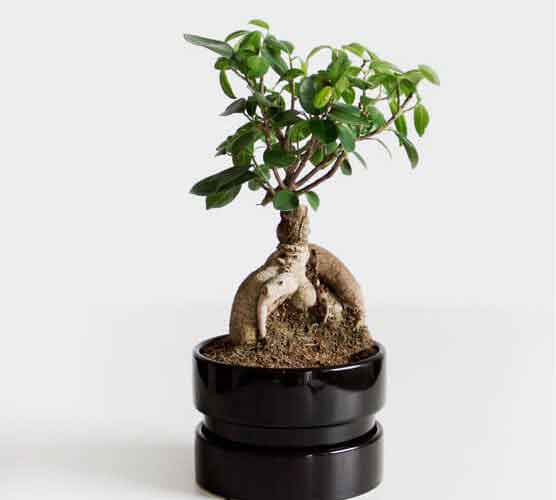 加载超快无等待的DDOS在线攻击平台